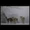 Winter Woods Deer Fiber Optic Lighted Canvas Wall Art